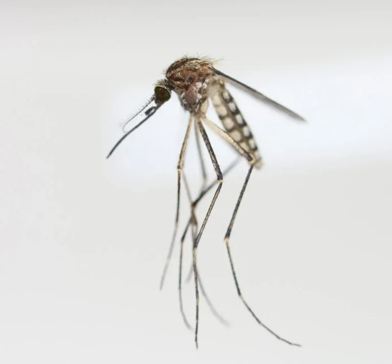 regionducentre|Is Kakadu Full of Mosquitoes?